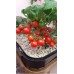 GrowPlant 10L (Фракция 20-30мм)